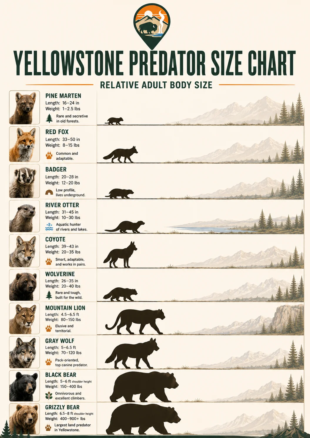 Yellowstone predator size chart comparing bears, wolves, coyotes, foxes, badgers, lynx, and mountain lions.